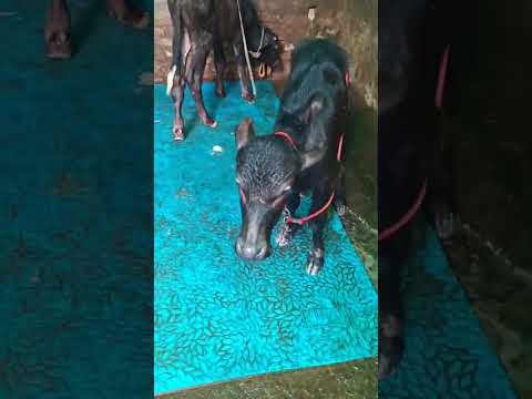 Deficiency of vit b in male calf