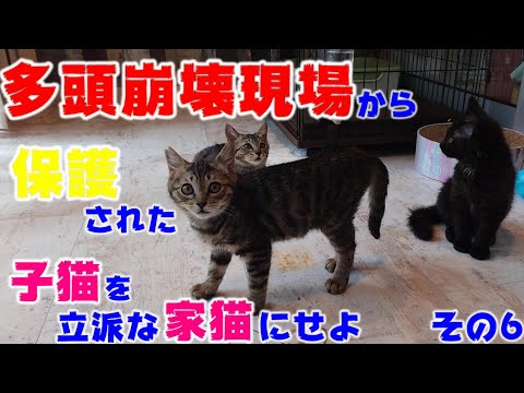 保護猫活動をしていて一番メンタルが最悪だったとき　多頭崩壊現場から保護された子猫を立派な家猫に育て上げてみる　その６