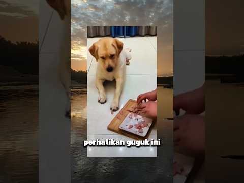 ngakak, gukguk mengambil makanan diam diam#videolucu#anjinglucu#shorts