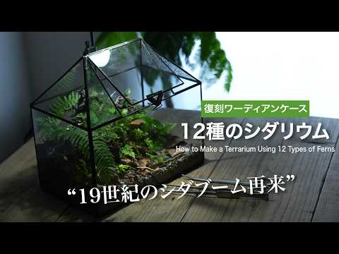 【復刻ワーディアンケース】 12種類のシダ植物を育てる　No.199