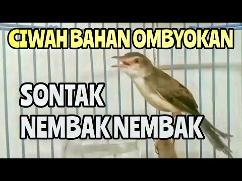 Pancingan Ciblek Sawah Biar Ciwah Ombyokan gacor nembak
