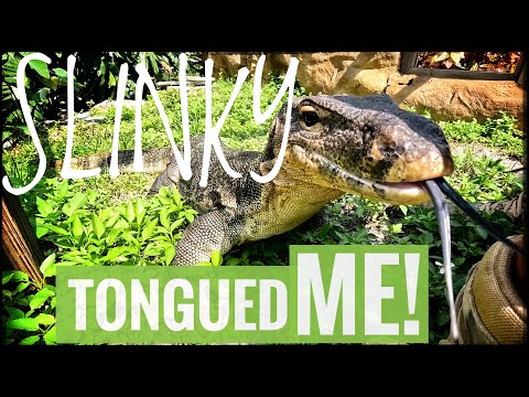 Surprise Dinner for the Black Throats & Inky! Get your fix of growing large lizards like Kamp Kenan's black throated monitor lizards, Inky the bla