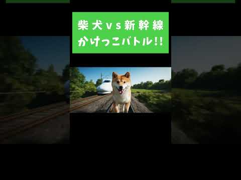 柴犬のおねだりルーティーン