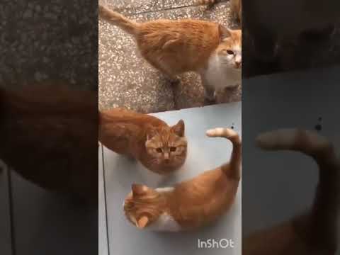 HIKMAH MEMBERI MAKAN KUCING TERLANTAR
