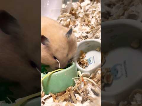 ずっとハムちゃんズのそばにいたい猫🐈⬛#shots #cat #好きな子猫 #モフ猫 #hamster #子ネコ #ハムスター #癒し #キンクマ #ロボロフスキー #ハチワレ 、