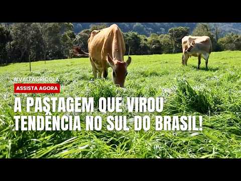 Como ter pasto de inverno em apenas 30 dias? Conheça o Azevém Alto Vale