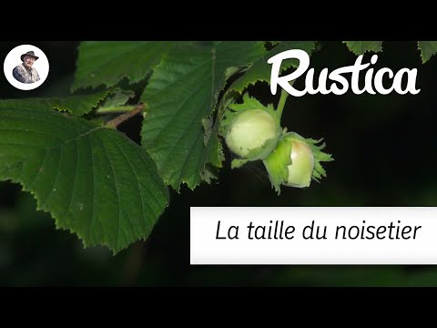 La taille du noisetier