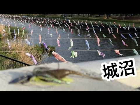 1日釣りきりワンバイト【城沼バス釣り】