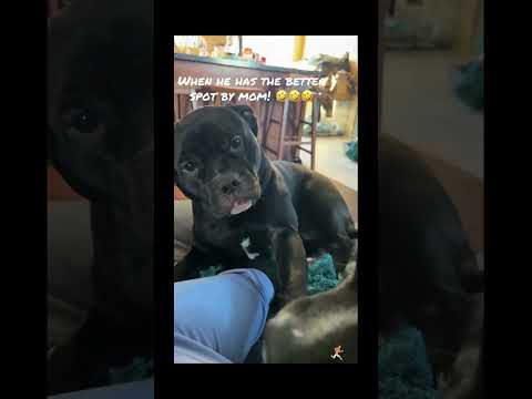 funnydogs#cute#doglover#doglife#cure#dogshorts#pet#doglife#dogshorts