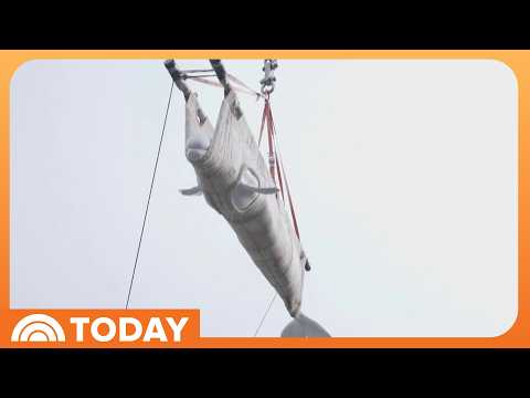 Beluga Whales Rescued From Failed Aquatic Park Find New Home
