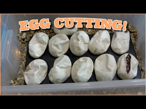 Cutting 11 Ball Python Eggs! Join this channel to get access to perks_
https_//www.youtube.com/channel/UC4DvlgWFFJsZmlXxULrl6vA/j
