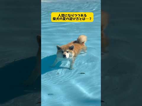 人間になりつつある柴犬の夏の遊び方が癖強過ぎる件…#柴犬#shorts #shibainu サムネイル