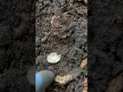 Срібна монета #uametaldetecting #metaldetecting #xpdeus