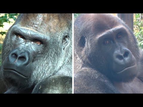 喧嘩にならないように上手く長男と距離をとってる父モモタロウ⭐️ゴリラGorilla【京都市動物園】Momotarou and Gentarou are avoiding a fight.