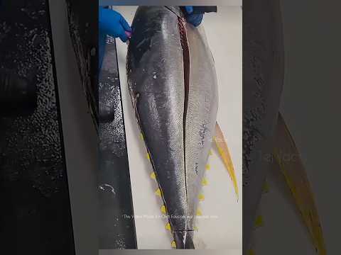 Tuna Fish Black Meat 🐟 #telugufacts #amazingfacts #factsintelugu #shorts #tejfacts