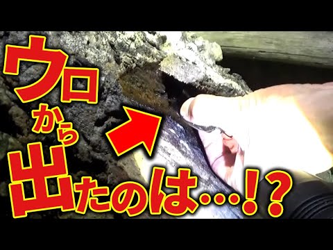 大木のウロからカブクワを引き出す！-2025年樹液採集-