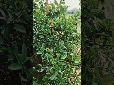 हा हा हा? 🙄@# #hindisong