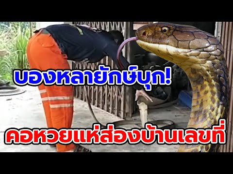 แห่ส่องบ้านเลขที่งูเลื้อยเข้า