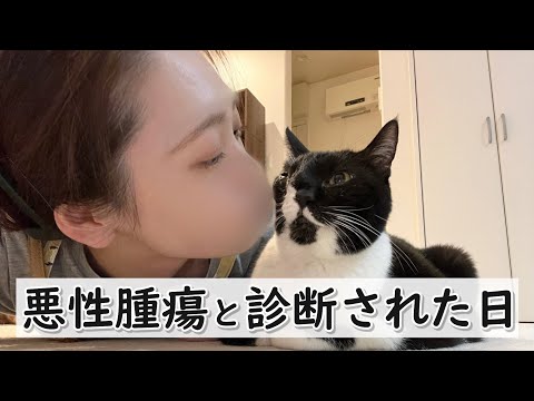 【ご報告】愛猫が軟骨肉腫と診断されました【鼻腔内腫瘍】