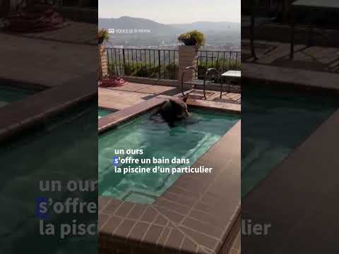 En Californie, un ours squatte une piscine privée pour se rafraîchir