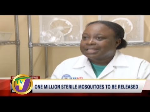 TVJ News: One Million Sterile Mosquitoes to be Released - December 22 2019