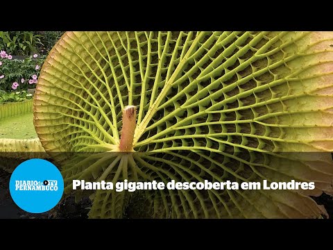 Planta gigante, prima da vitória-régia, é descoberta em Londres