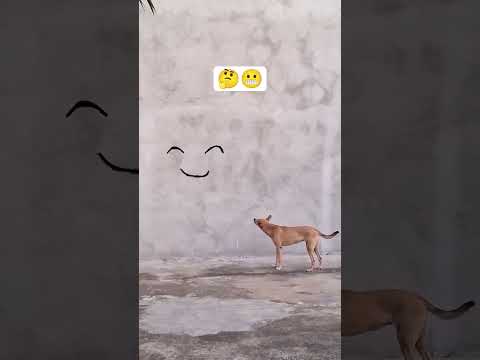 ياترى ما الذي يفكر فيه الكلب #اكسبلور @#