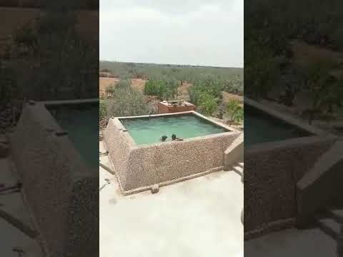 Owner pretends to be drowning to see if his dog would save him