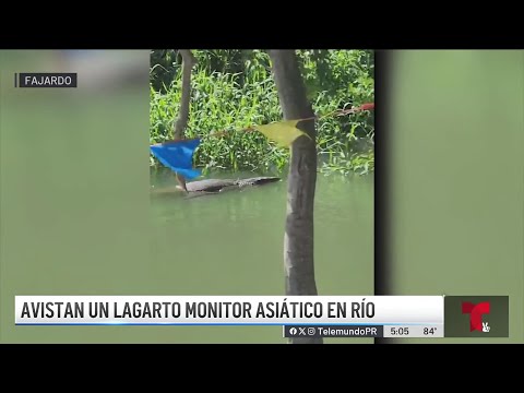 Intentan atrapar enorme lagarto grabado en Fajardo