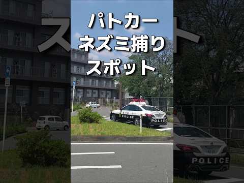 【取締り】都内のネズミ捕りスポット#shorts＃一時停止線 #警察 #事故 #automobile