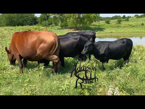 Sorting Composite Bulls in Texas & Gathering Mashona Angus in Oklahoma | Ranch Life