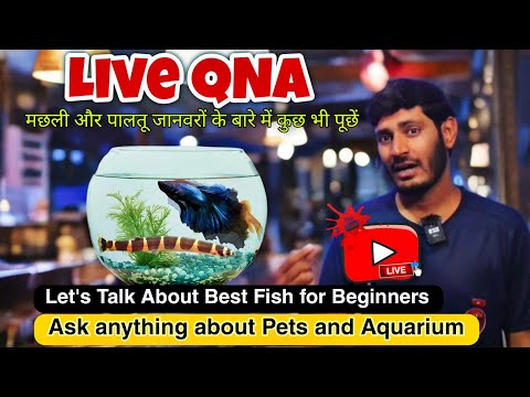 Live QNA,Best fish for Beginner #Pet #Aquarium #Fi Join this channel to get access to perks_
https_//www.youtube.com/channel/UCynjOIW8-b4yrpWv_OcHCEg/j