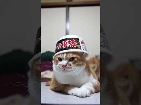 醤油ラーメンと猫のほほえましいコラボ動画紹介 サムネイル