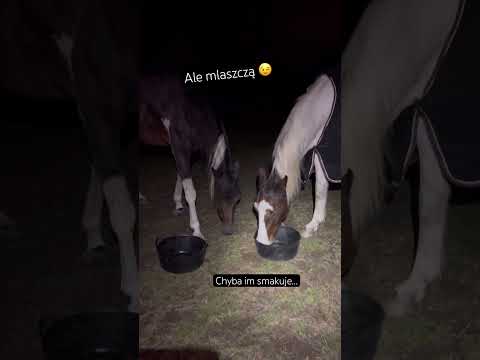 Co myślicie? #konie #horse