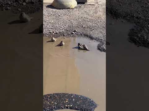 Воробьи ломают систему