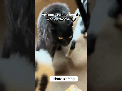 Can you please stay and watch for 30 my kitty doesn't go hungry tomorrow#helpmeplease #catrescueless