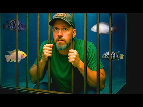 The Aquarium Hobby has a Convict Problem Thanks for watching my aquarium videos. Check out my other channels here_
Rockhill Farm_ https_//www