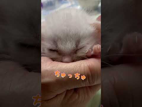 赤ちゃん猫の甘噛みが優しくて癒される集