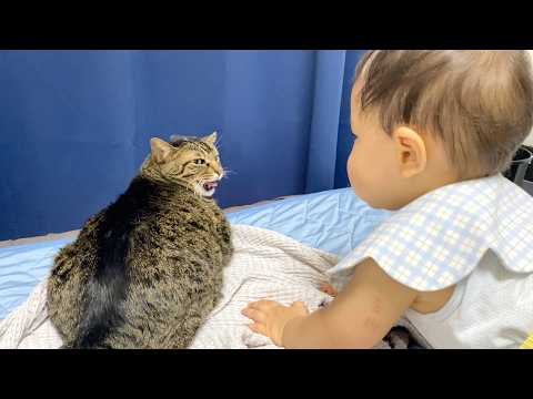 赤ちゃんが凶暴猫を怒らせてしまいました...