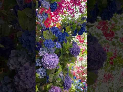 Любимый город Одесса Украина Где эта улица, где этот дом? красивые цветы #shorts #magichookcrochet