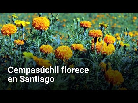 Florece cempasúchil en Santiago