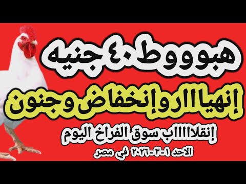 اسعار الفراخ البيضاء اليوم/ سعر الفراخ البيضاء اليوم الاحد 2026/3/1 في مصر جمله وقطاعي