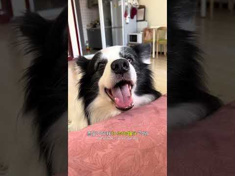 蛋:就我这水平去横店一天能赚多少钱 #边境牧羊犬 #边牧 #狗都成精了 #养宠物的乐趣