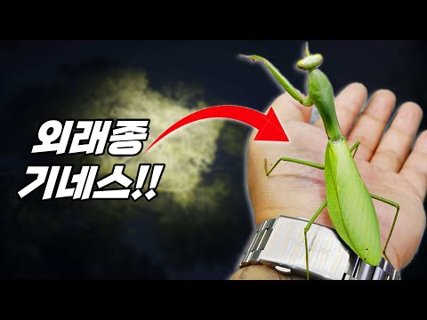 한국에서 가장 큰 외래종 사마귀?! 붉가넓 기네스 채집기! 붉은긴가슴넓적배사마귀!