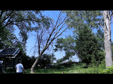 Felling Two Standing Dead Ash Trees