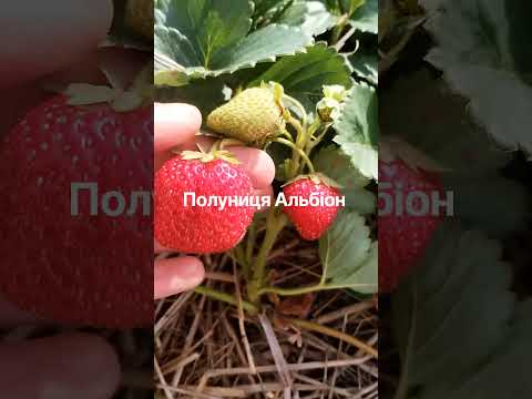 сорт полуниця Альбіон. смачно і до морозів.