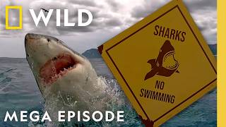 Thumbnail for the video "Inside the Ocean Predator Behind Jaws | Sharkfest MEGA Episode | Nat Geo Animals" from Nat Geo Animals