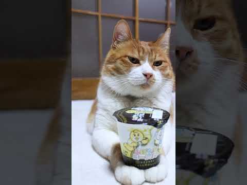 んぽちゃむ ヨーグルト　260506　 #cat #のせ猫 #cute　 #んぽちゃむ #猫のいる暮らし #ヨーグルト　 #cutecat #茶白猫 #ねこ