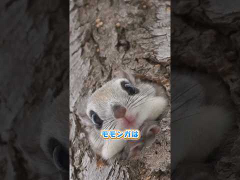 モモンガがリス科の中で1番可愛い！ただ、生態が不思議すぎる #動物 #モモンガ #動物雑学