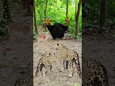catching leopard 🐆🐆#1 #youtubeshorts​ #viral​ #trendingshorts​ #shorts_​ #animal​ #tiger​ #jungle​